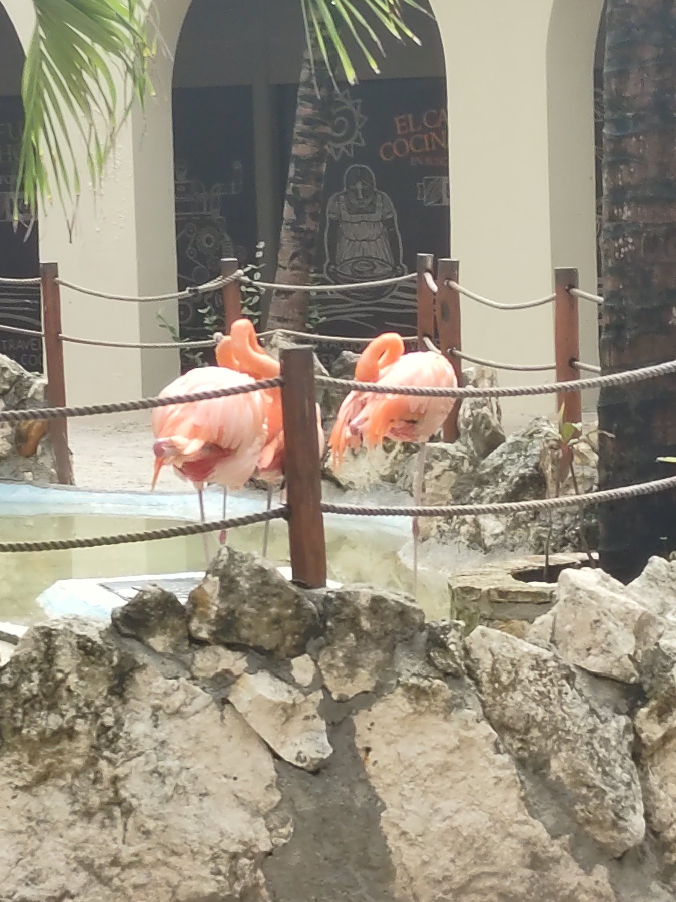 Flamingos in the Costa Maya cruise port area.